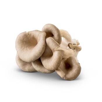 Oyster Mushrooms